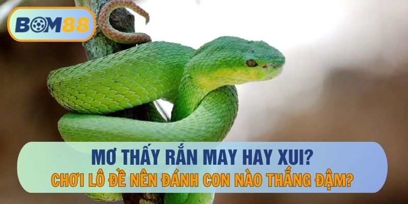 Mơ Thấy Rắn Hên Hay Là Xui ?? - Giải Mã Giấc Mơ Cùng BOM88 BOM88