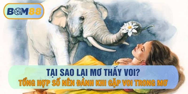 Tại sao mơ thấy voi ? Đánh con gì khi mơ thấy voi ? - Giải Mã Giấc Mơ Cùng BOM88 BOM88