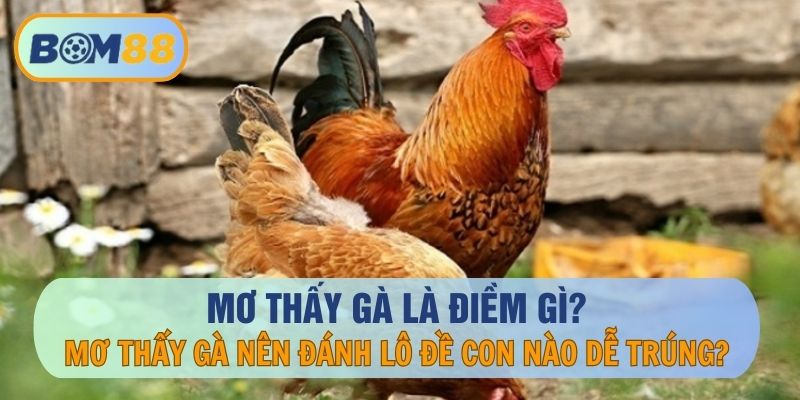 Giải mã giấc mơ thấy gà tại BOM88 - Mơ thấy gà thì nên đánh con nào ? BOM88