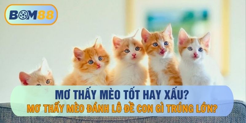 Giải mã giấc mơ thấy mèo là tốt hay xấu ? Đánh con gì giúp anh em về bờ tại BOM88? BOM88