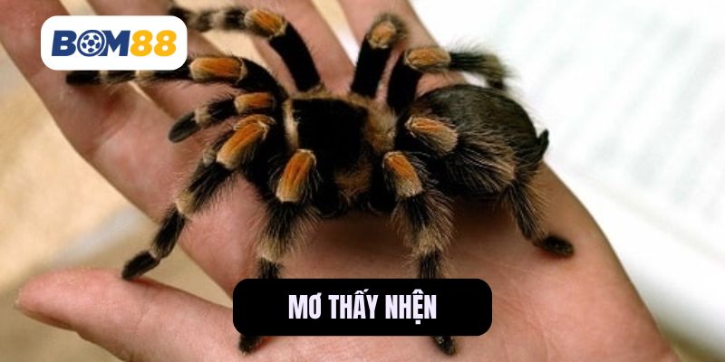 Giấc Mơ Thấy Nhện – Thông Điệp Gì Đang Gửi Tới Bạn? BOM88