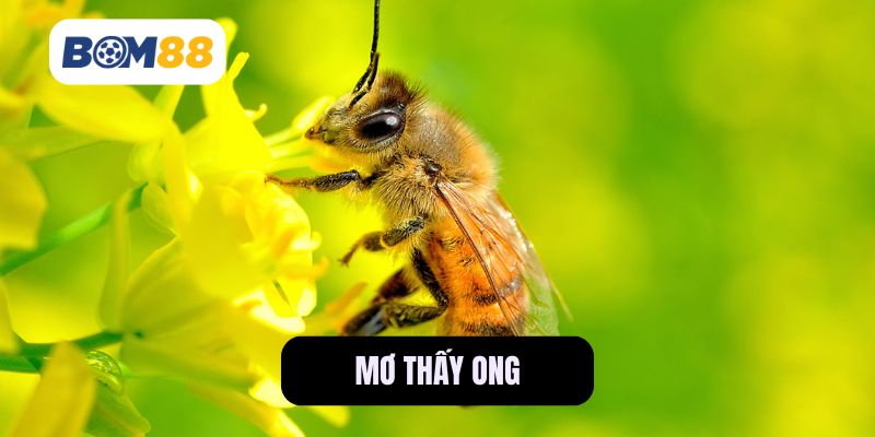 Nằm Mơ Thấy Ong Bay Vào Nhà Có Ý Nghĩa Gì? BOM88