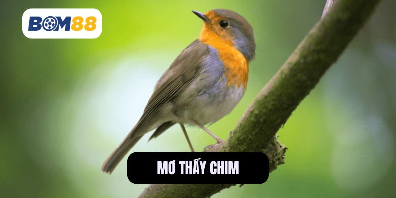 Giải Mã Giấc Mơ Thấy Chim Một Cách Dễ Hiểu BOM88