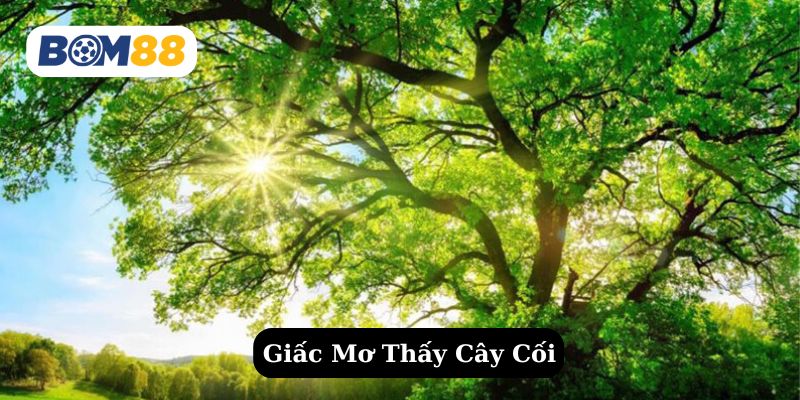 Mơ thấy cây cối là điềm báo gì ? Giải mã giấc mơ cùng Bom88 BOM88